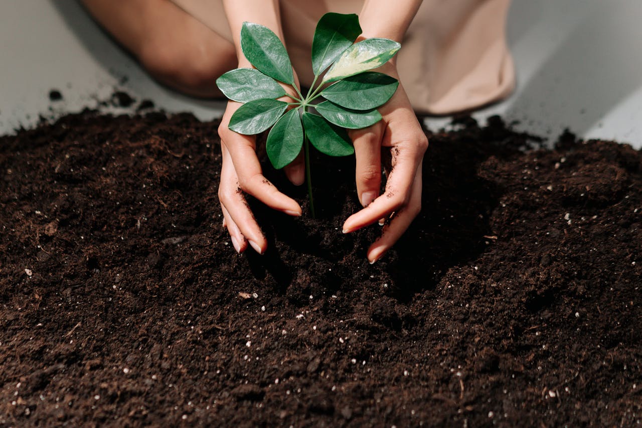 Hands gently planting a young sprout in fresh soil, symbolizing growth and care.