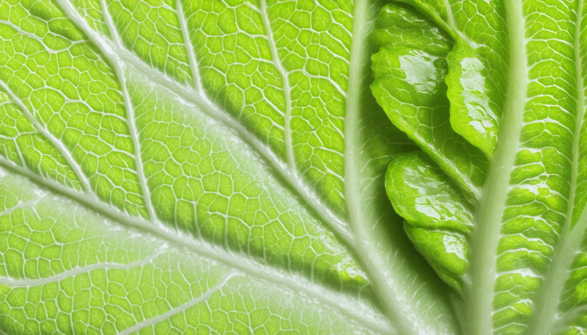 découvrez pourquoi vos feuilles de salade flétrissent rapidement au réfrigérateur et apprenez le secret essentiel qui change tout pour les garder fraîches plus longtemps.